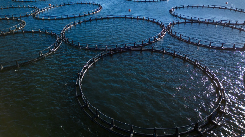 salmon-fish-farm-river-aerial-view