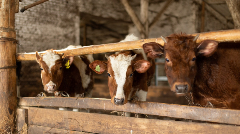 cows-inside-barn-farmland-barn-interior-with-couple-tagged-cows