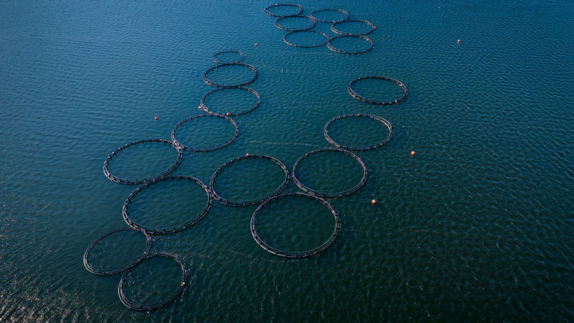 salmon-fish-farm-river-aerial-view (1)