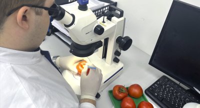 В Сибирь не допустили 48 тонн томатов с карантинным вирусом