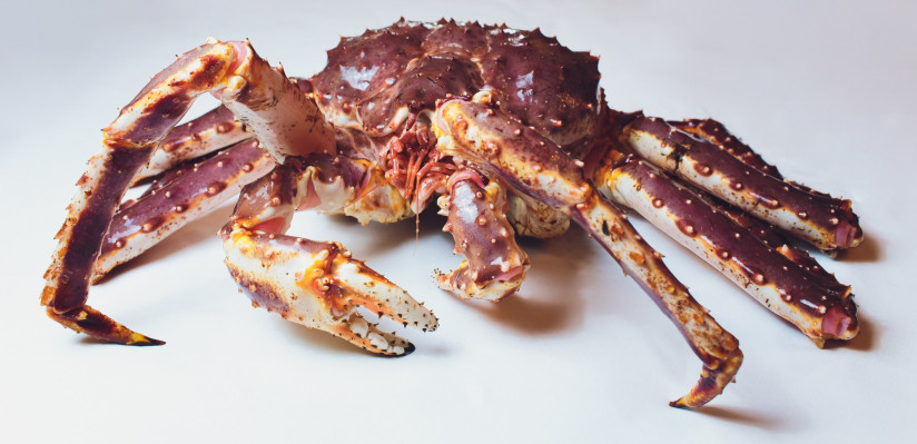 live-king-crab-white-succinct-background