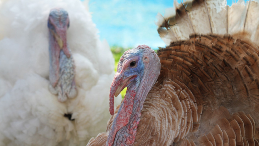 close-up-head-big-turkey-garden