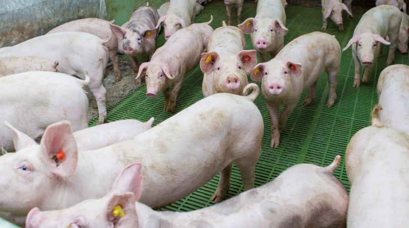 pink-pigs-farm-swine-farm-meat-industry-pig-farming-meet-growing-demand-meat