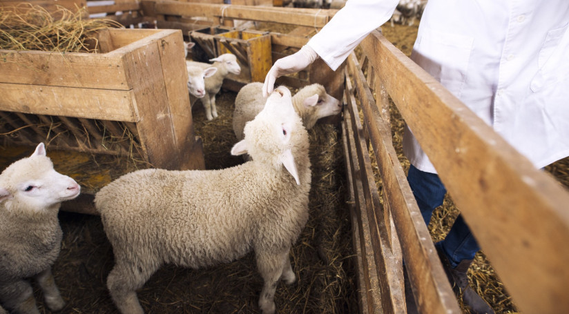 unrecognizable-cattle-veterinarian-touching-baby-sheep-lamb