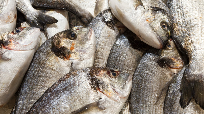 fresh-raw-fish-bulk-fish-market