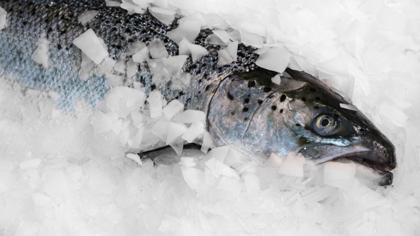 fresh-norwegian-salmon-ice-supermarket