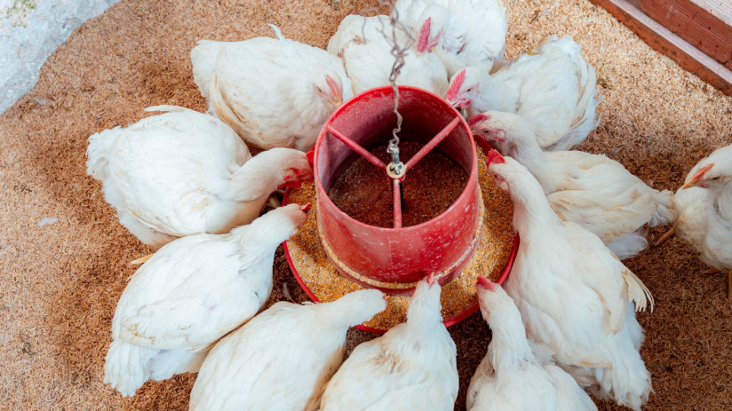 white-chickens-feeding-together-around-red-feeder