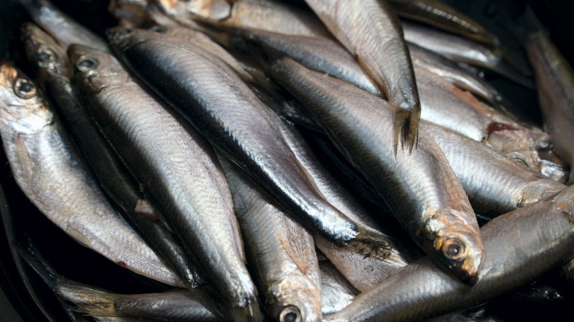 sea-fish-sprat-black-plate-photos-dark-key