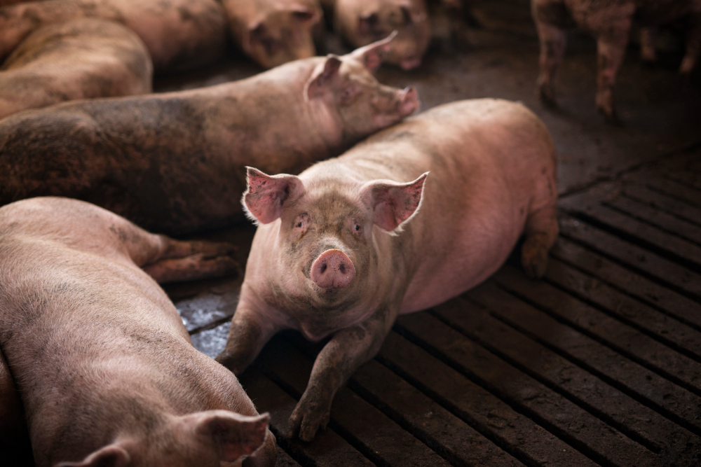 В Татарстане ввели карантин из-за африканской чумы свиней