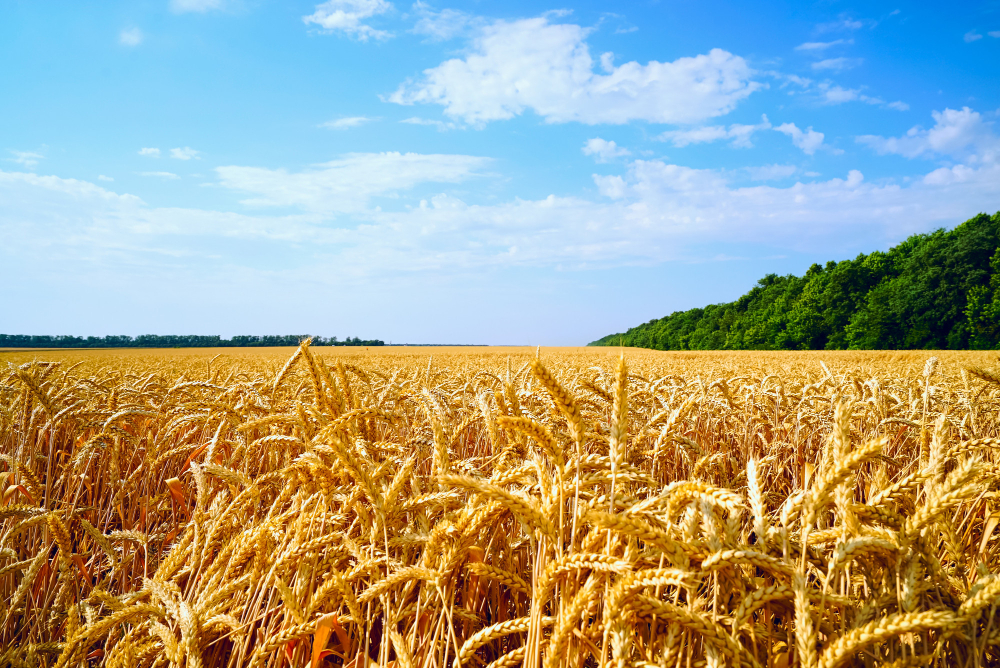 В Подмосковье начали выращивать «Немчиновскую 85». Это новый сорт пшеницы с высоким содержанием белка