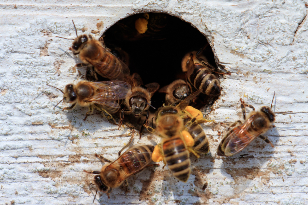 СК проверит массовую гибель пчел в Красноярском крае