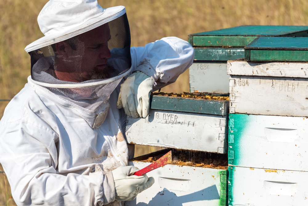 На Кубани проверят обстоятельства массовой гибели пчел