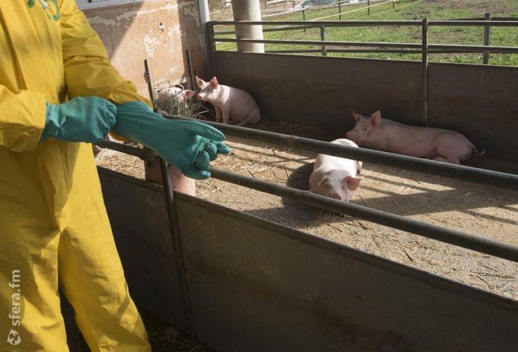 Перу и Бразилия запретили путешественникам ввозить в страну продукцию из свинины