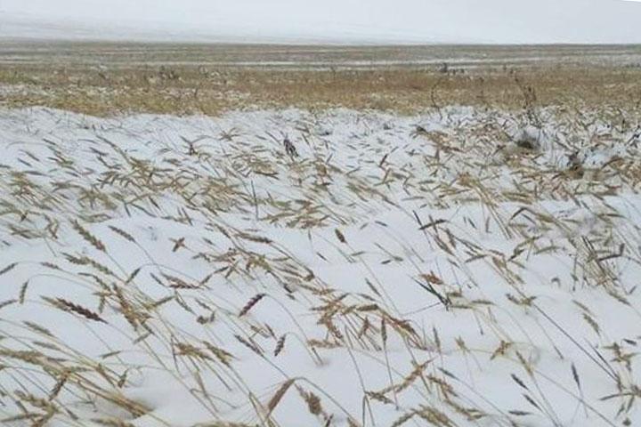 Снег в Хакасии остановил уборку зерновых