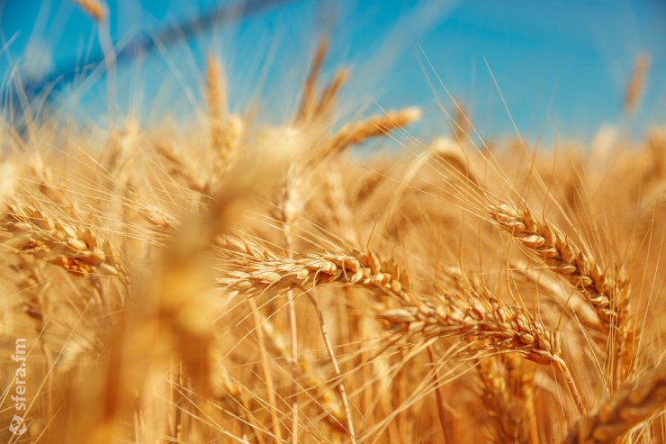 Дополнительные 10 млрд рублей будут выделены производителям зерновых