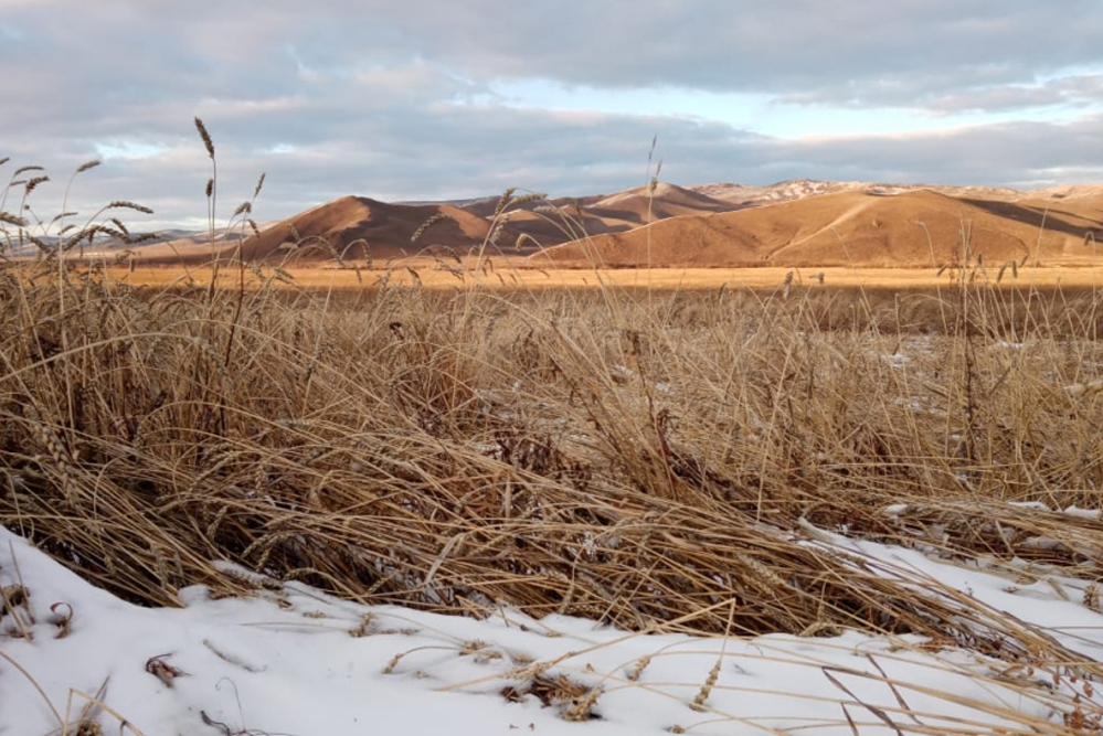 Снег в Забайкалье остановил уборку зерновых. Введен режим ЧС