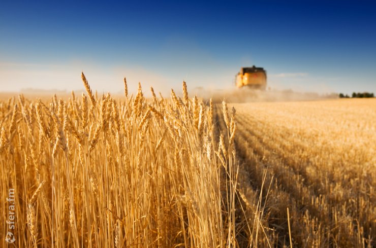 Подведем итоги рынка зерновых и масличных культур на «Полях России» 1-2 декабря