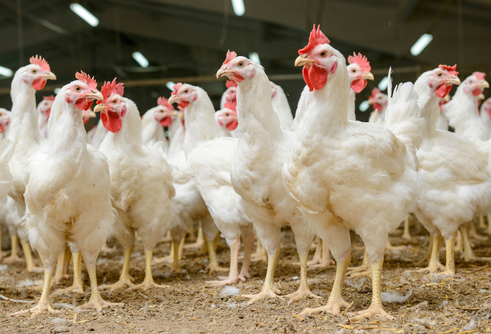 Курс для специалистов промышленного птицеводства: «Вирусные и бактериальные болезни птичьего стада»