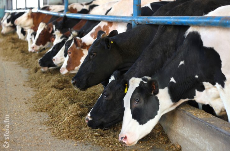 Франция зафиксировала случай бруцеллеза крупного рогатого скота
