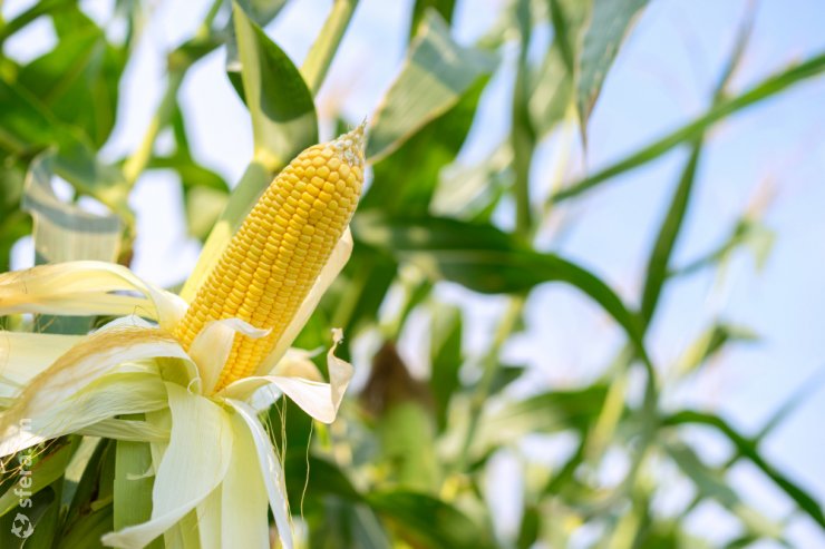 Экспорт кукурузы в России вырос на 42% в стоимостном выражении