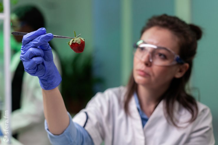 Американская компания J.R. Simplot выведет на рынок клубнику с отредактированным геномом