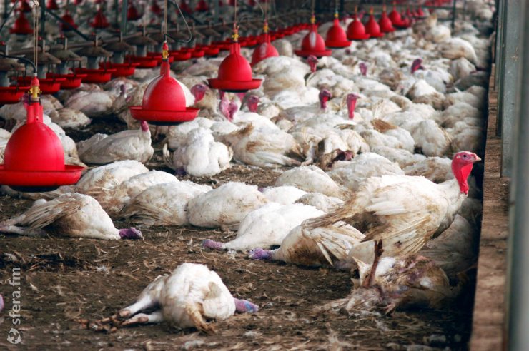 Во Франции уничтожат 2,5 млн голов домашней птицы из-за вспышек гриппа птиц