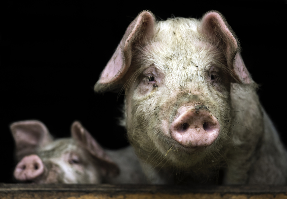 Национальный союз свиноводов опубликовал рейтинг крупнейших производителей свинины в РФ
