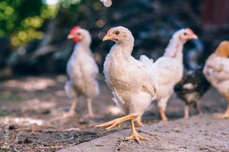 В США из-за гриппа птиц погибло 11,8 млн кур-несушек менее чем за месяц