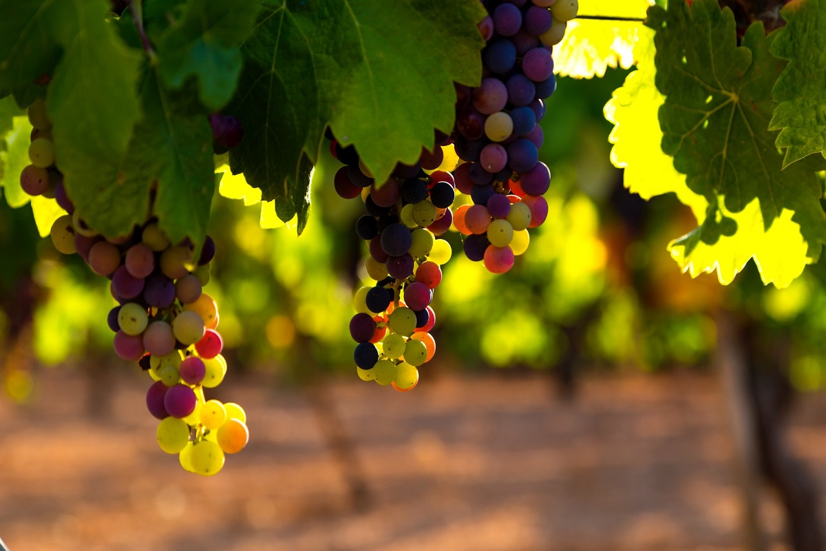В 2022 году в Краснодарском крае будут образованы новые виноградники и сады