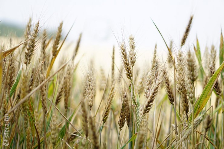 Правительство Индии запретило экспорт пшеницы