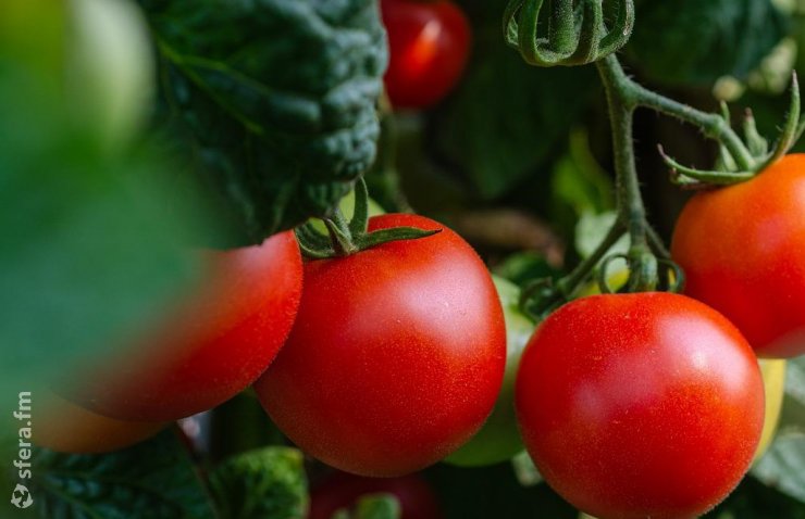 Выведены томаты с высоким уровнем витамина D