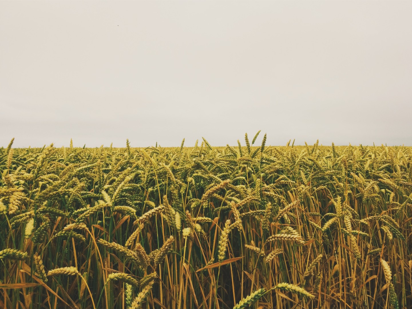 Правительство Индии дало разрешение на экспорт 500 тыс. тонн пшеницы