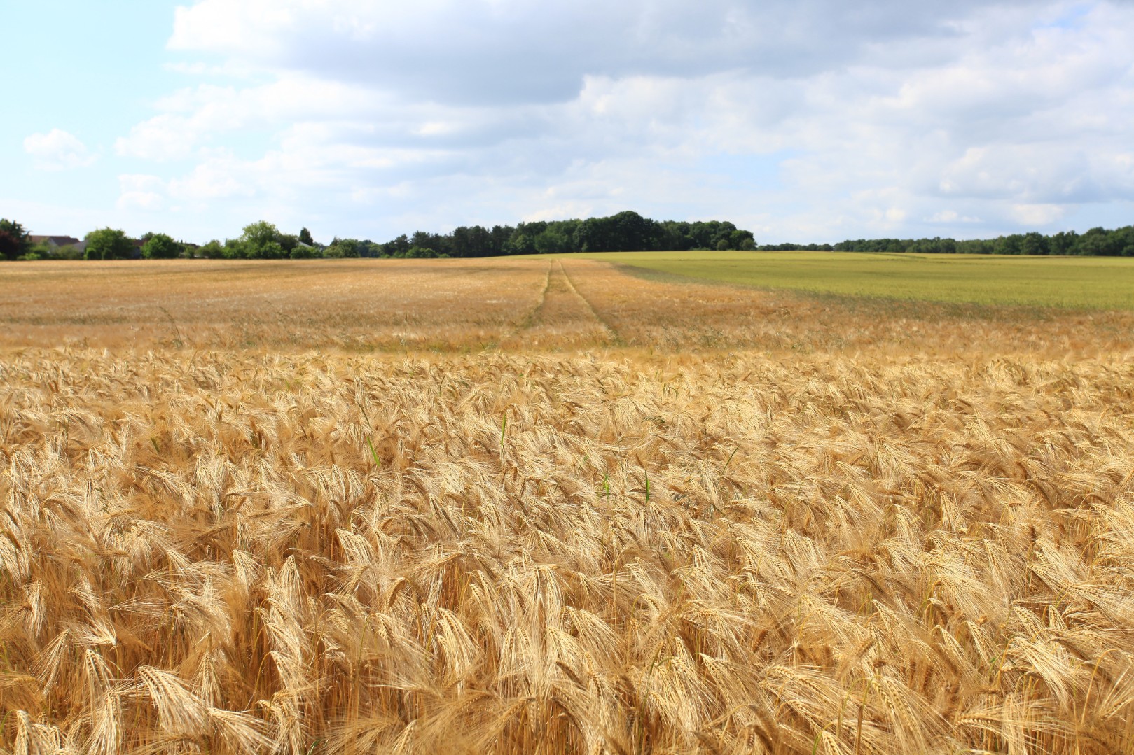 В Минсельхозе планируют повысить вывозную пошлину на зерно