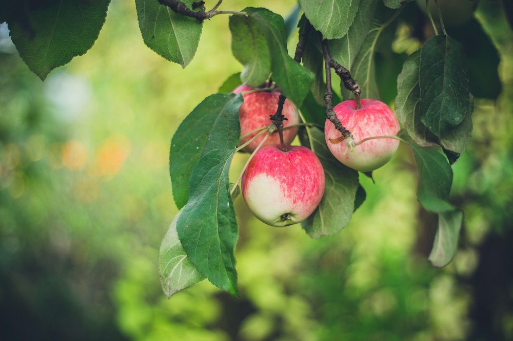 «Агроном-сад» построит в Липецкой области фруктохранилище за 7,2 млрд рублей