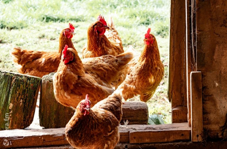 В Ленобласти запустят производство удобрений из куриного помета за 2,5 млрд рублей
