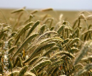 Экспорт зерновых из Украины в прошлом сезоне вырос на 8,5%
