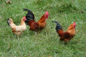 За период с 14 по 20 мая в мире зафиксировали более 270 очагов особо опасных болезней животных