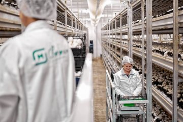 «Магнит» планирует выращивать вешенки и королевские шампиньоны