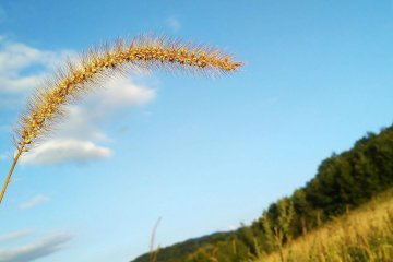 Украина предложила создать «зерновой ОПЕК» без России