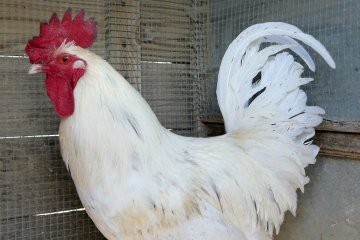 Инвестор убыточной птицефабрики «Рефтинская» наладит выпуск готовых замороженных блюд