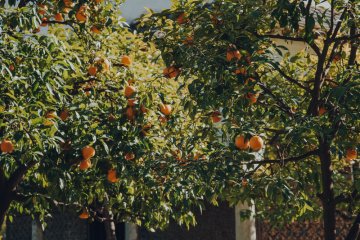 Экспорт апельсинов из Испании с начала года упал на 8%