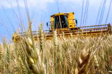 «Совэкон»: традиционные покупатели российской пшеницы переключатся на другие страны