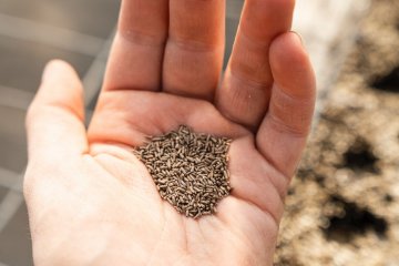 В России с 15 августа запретят импорт семян из ряда питомников Европы и Канады