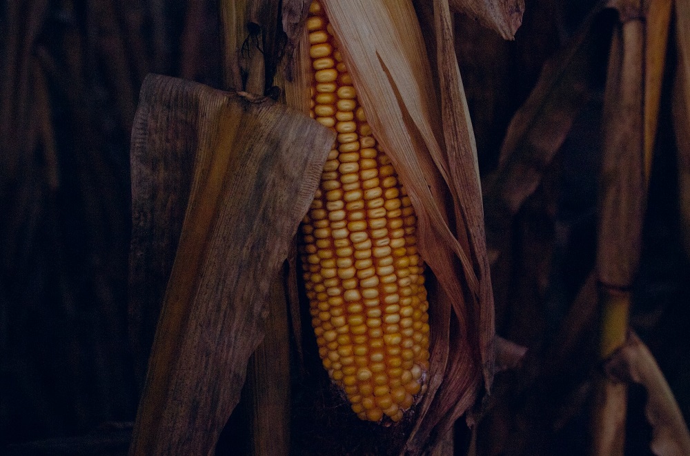 Молдавия потеряла до 90% урожая кукурузы из-за засухи