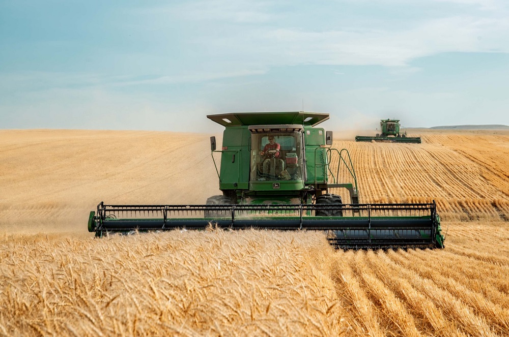 «Совэкон» повысил прогноз урожая пшеницы в России с 90,9 млн тонн до 94,7 млн тонн