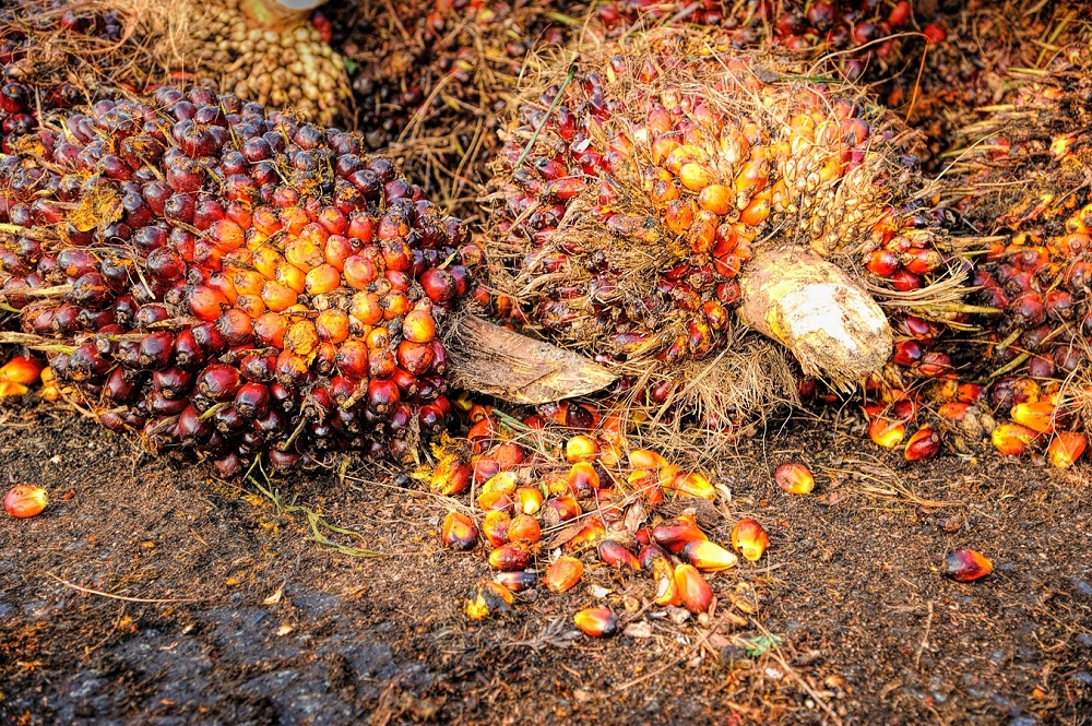 Индонезия поставит в Индию почти 3 млн тонн продуктов из пальмового масла
