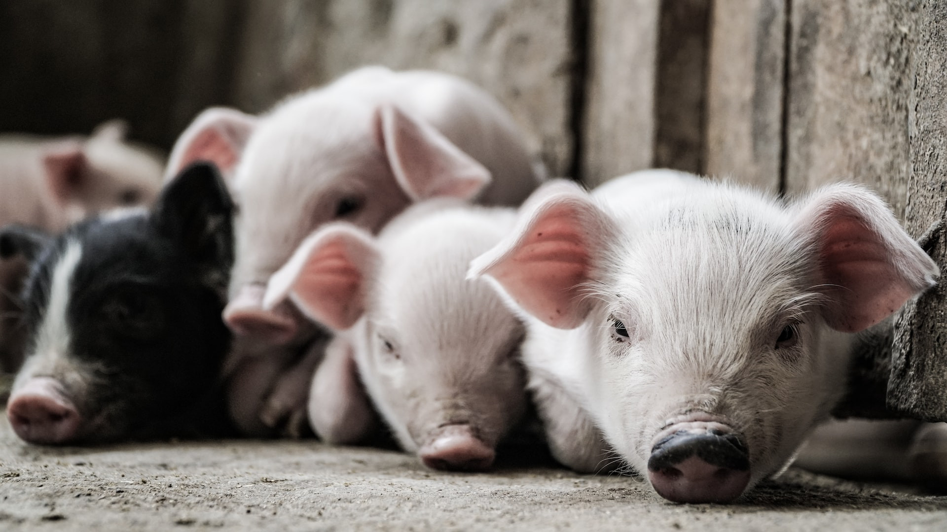 Великобритания ограничила импорт свинины из ЕС для профилактики распространения АЧС