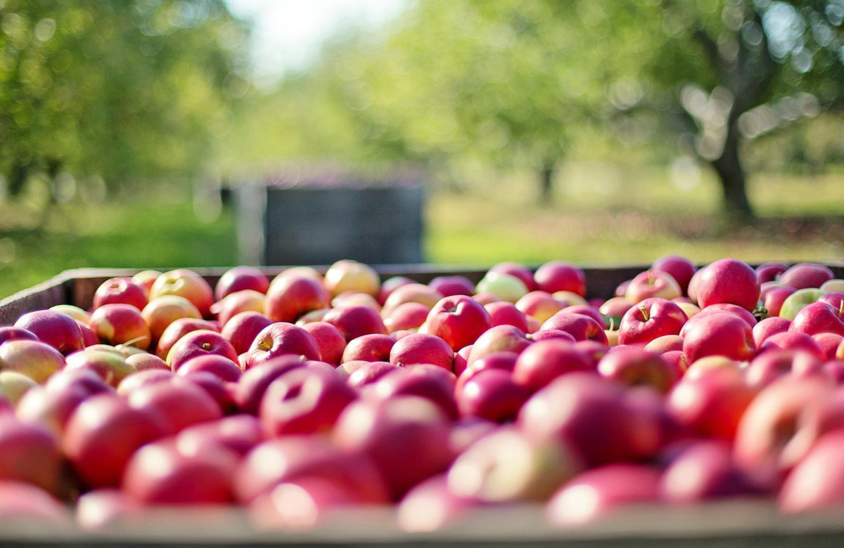«АФГ Националь» и Volga Group собираются продать свои яблоневые сады агрофирме «Сад-гигант»