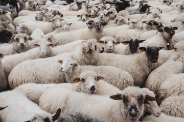 В России планируют создать федеральную информационную систему в области племенного животноводства