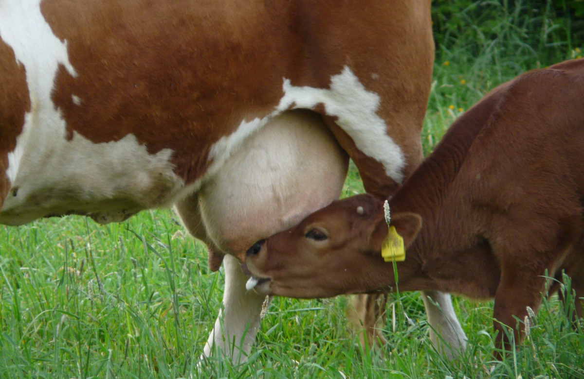 В Липецкой области открылась молочная ферма на 2 тыс. голов